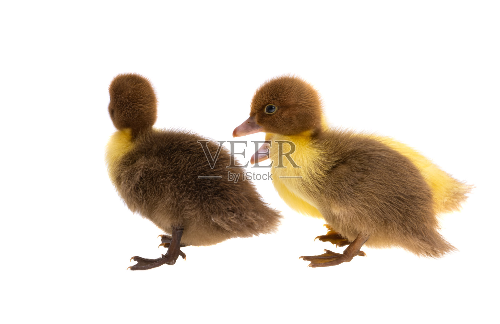 小鸭子被孤立了照片摄影图片
