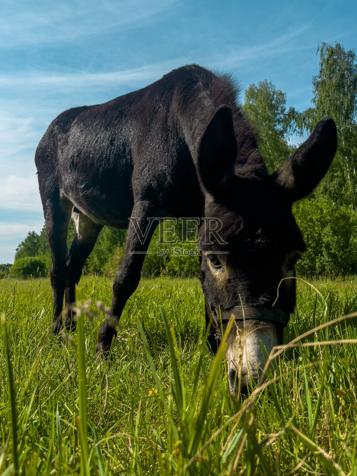 一头黑驴在农场的绿色草地上吃草。照片摄影图片
