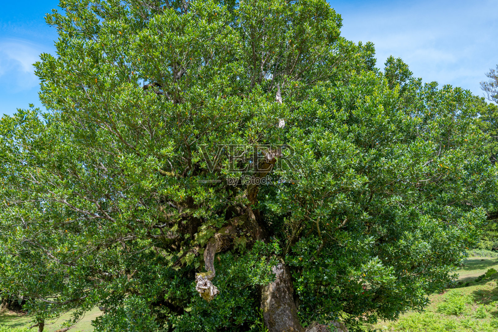 阳光明媚的一天，马德拉岛上的月桂树照片摄影图片