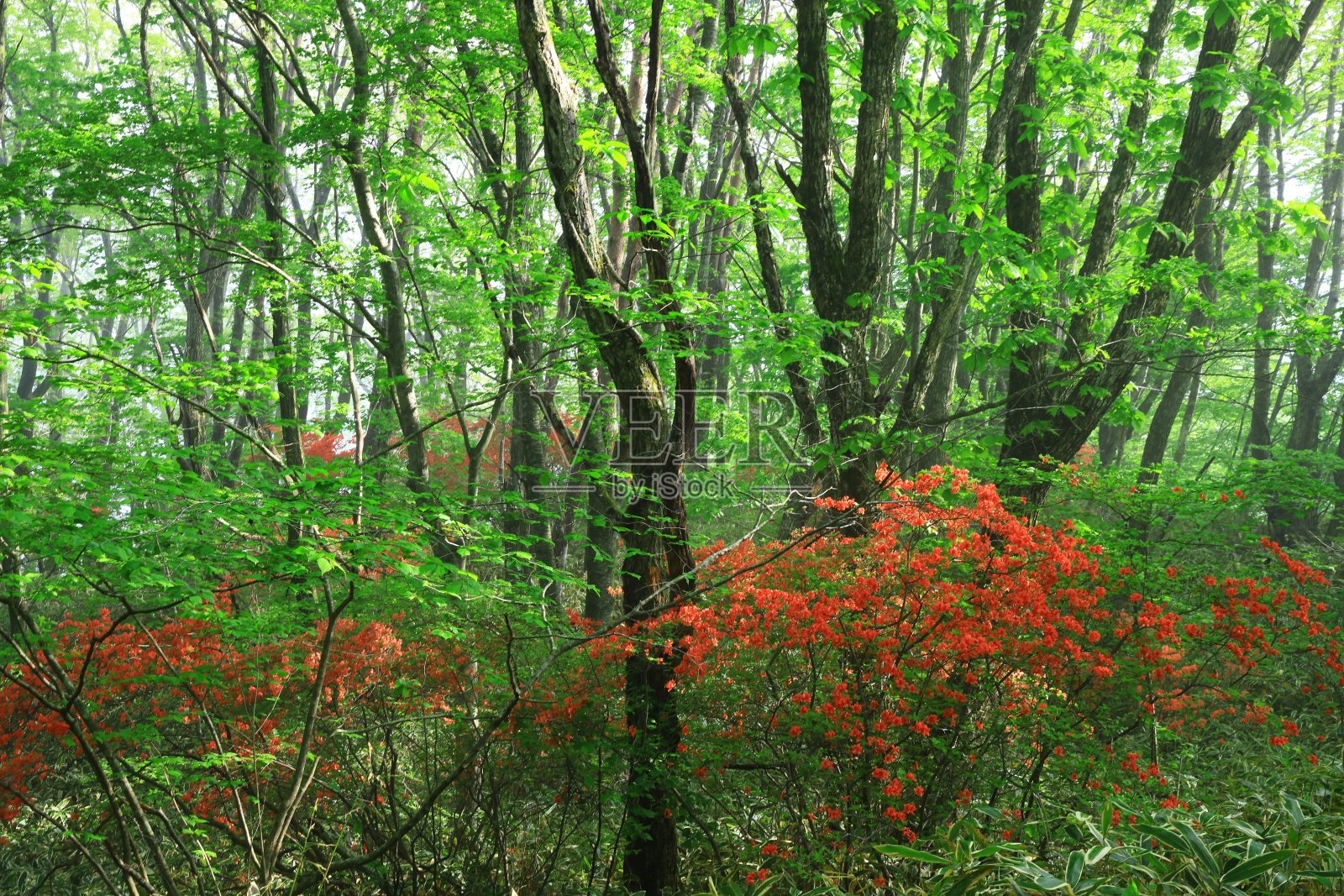 黎明的景色和杜鹃花照片摄影图片