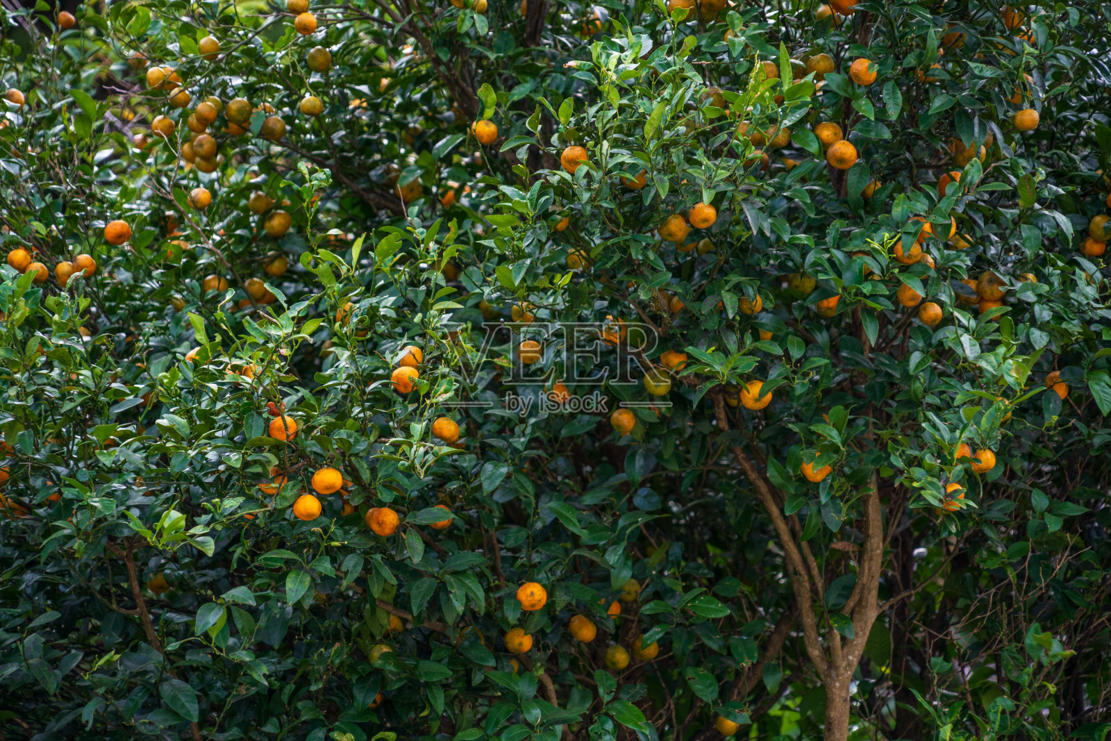 成熟Shikwasa照片摄影图片