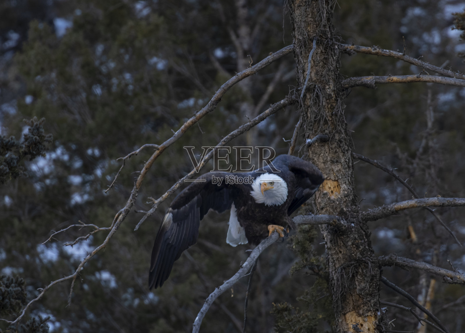 11英里峡谷的秃鹰照片摄影图片