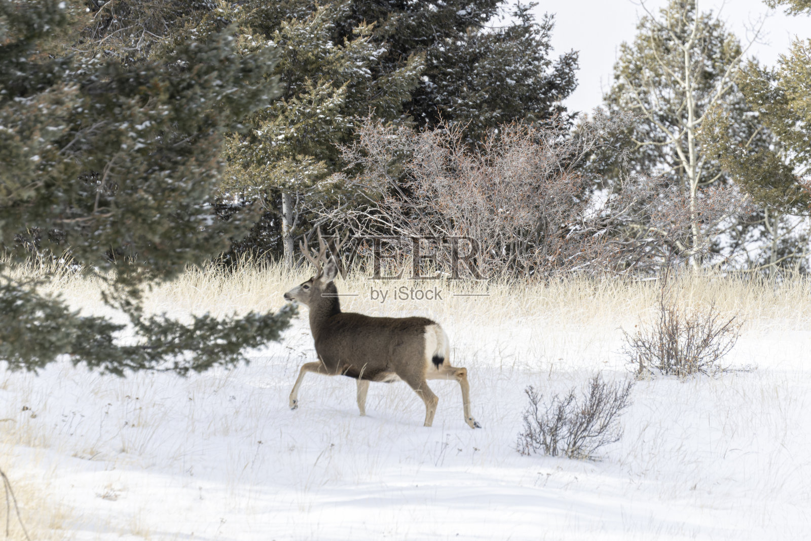 雪中的骡鹿照片摄影图片