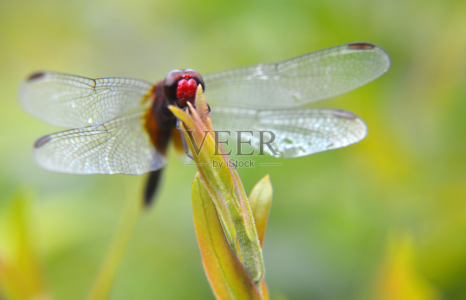 红蜻蜓的宏图照片摄影图片