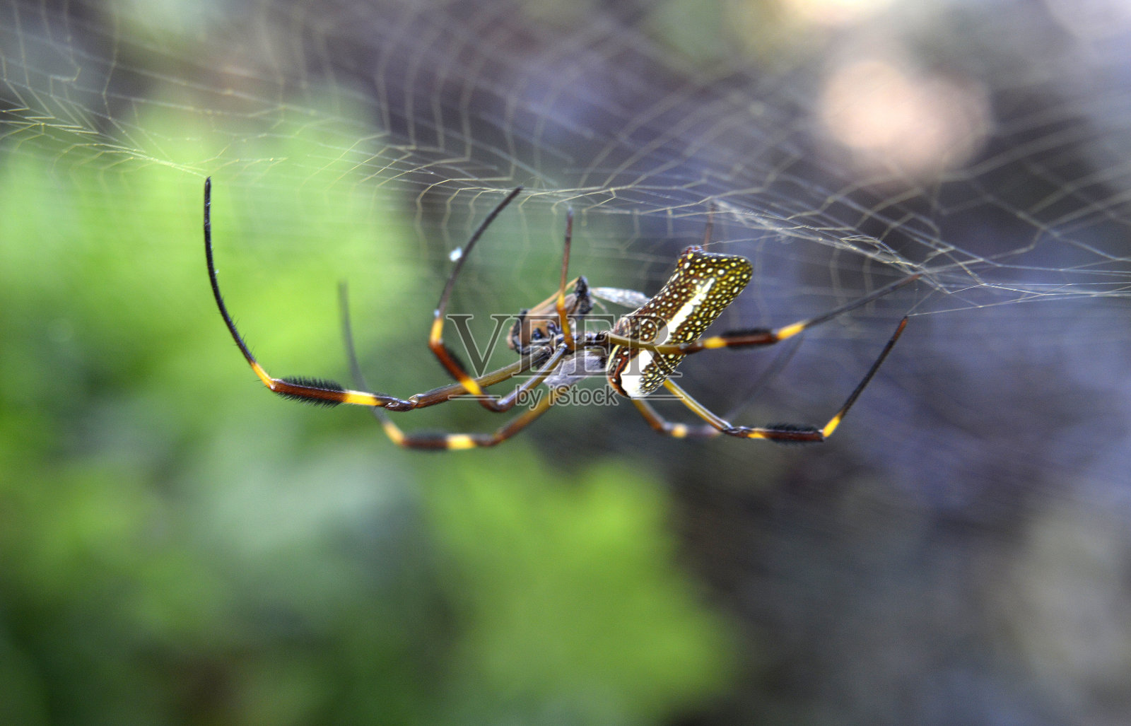 宏照片摄影图片