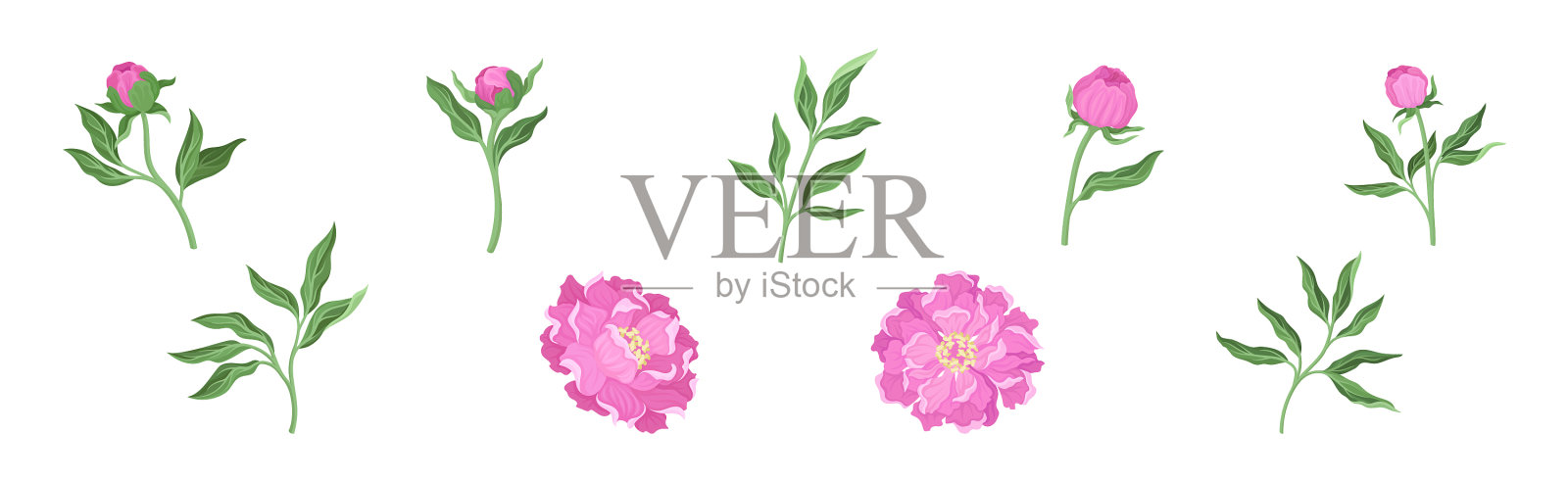 粉红色的牡丹花蕾，绿色的茎和叶子插画图片素材