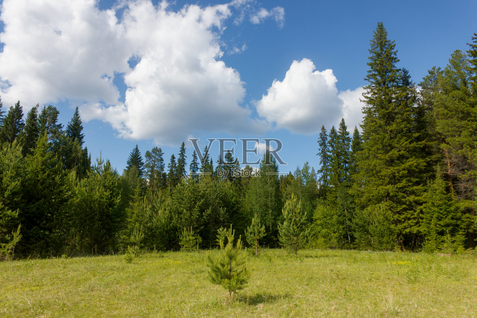 在美丽的蓝天白云的衬托下，夏日的风景是绿色的草地和森林。照片摄影图片