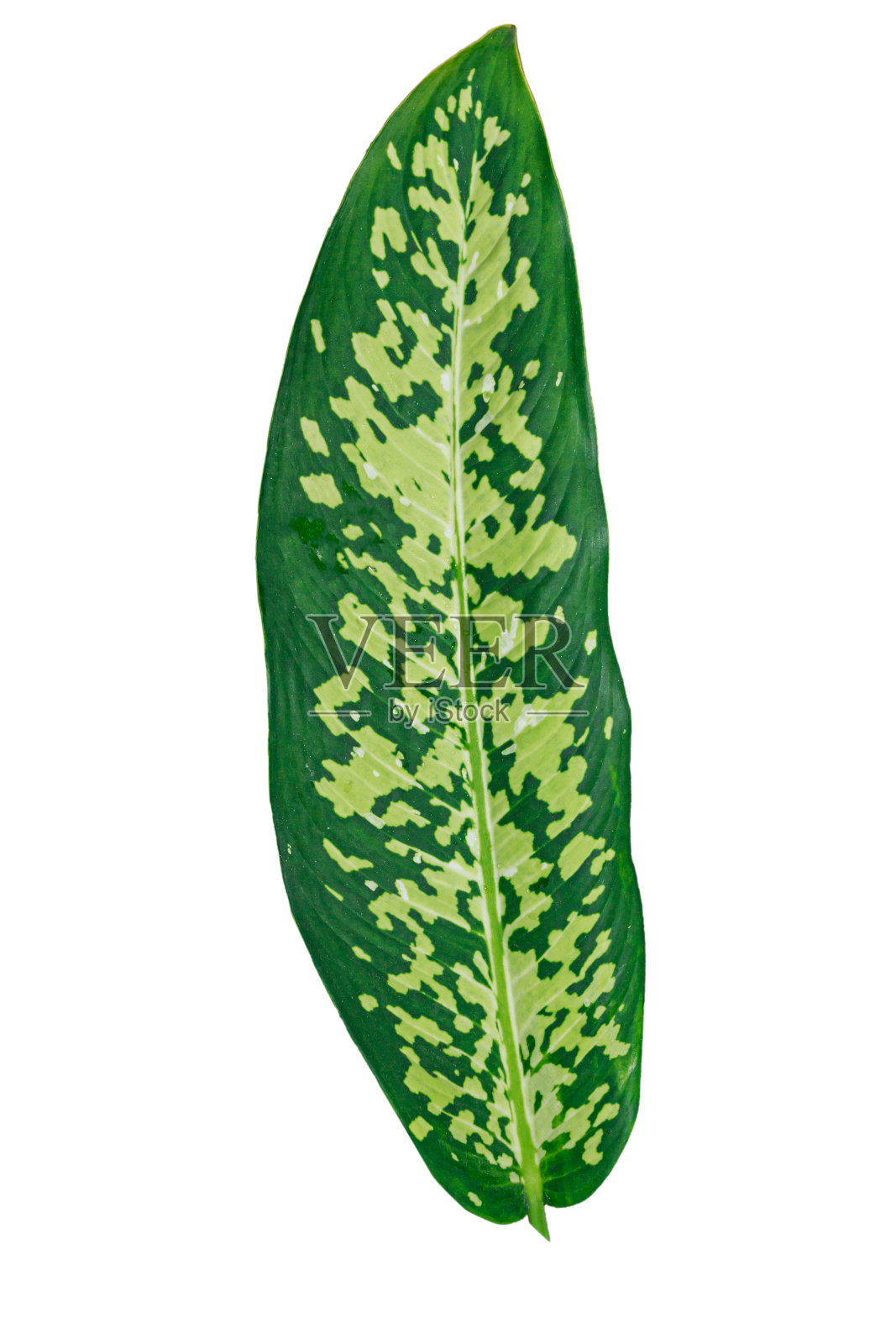 哑巴手杖。照片摄影图片