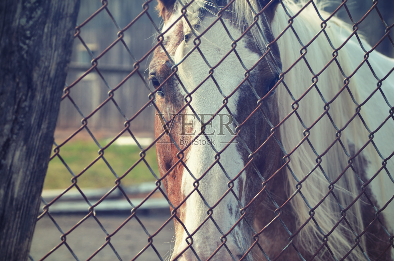 马照片摄影图片