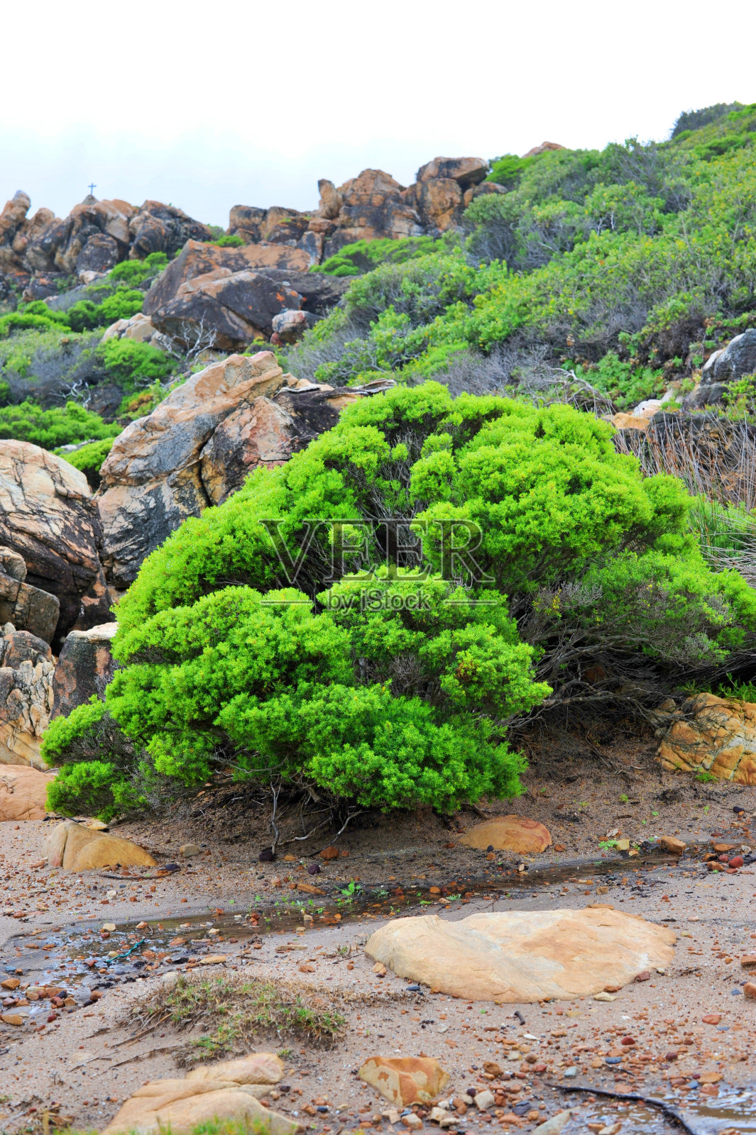 靠近海洋的岩石上美丽的绿色灌木照片摄影图片