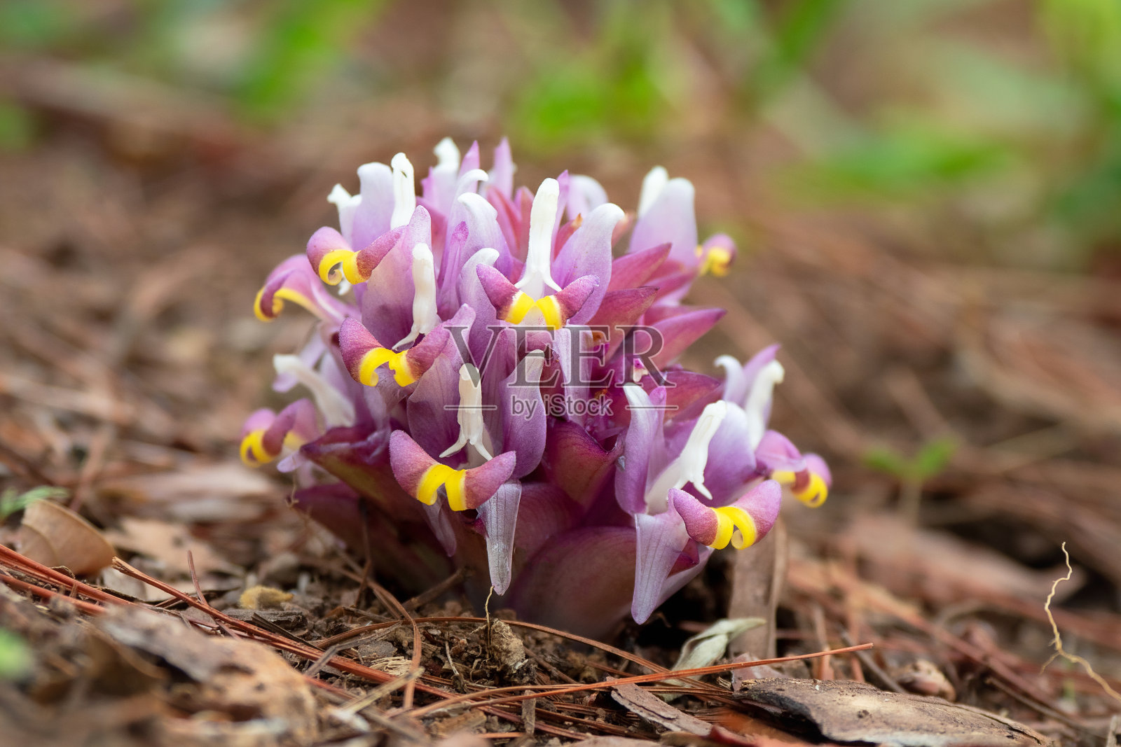 泰国素贴贝国家公园的地面上盛开着暹罗花照片摄影图片