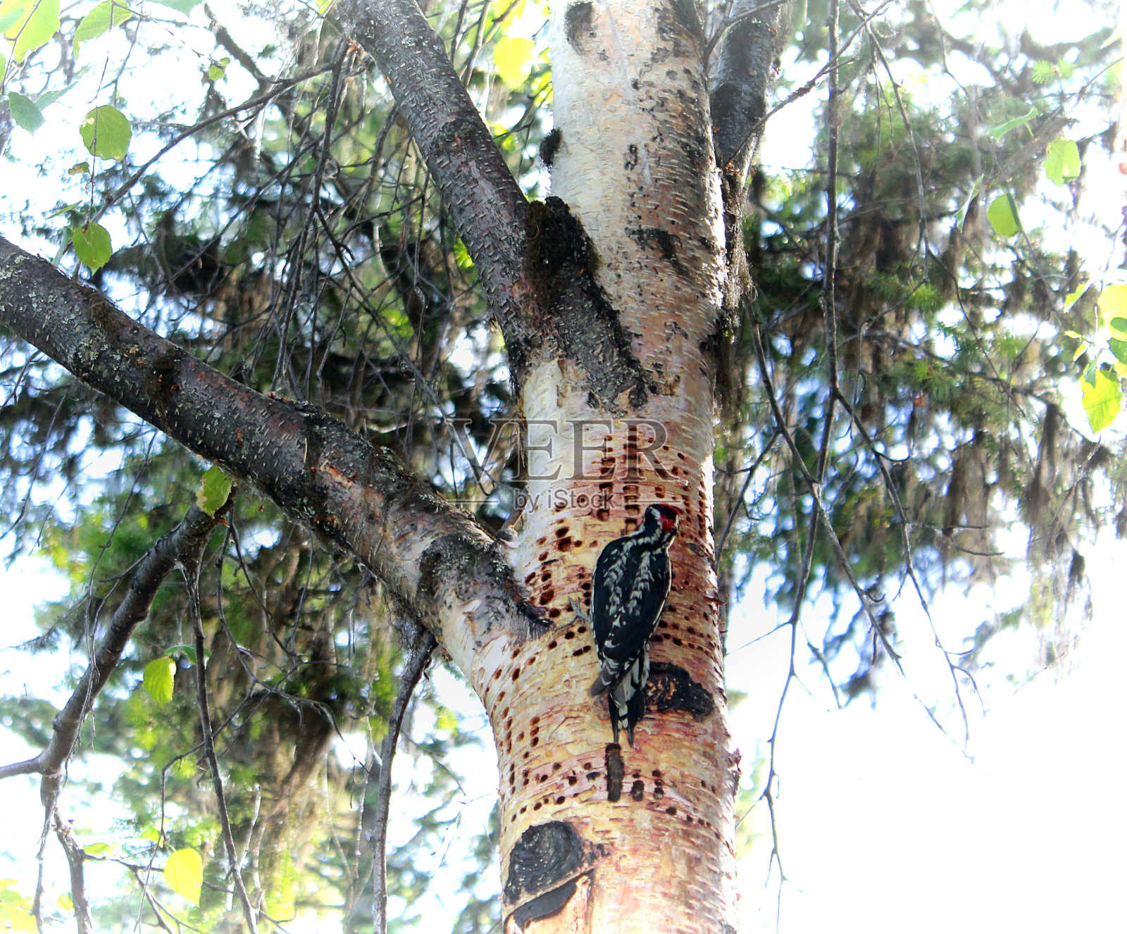 卡特赖特啄木鸟照片摄影图片