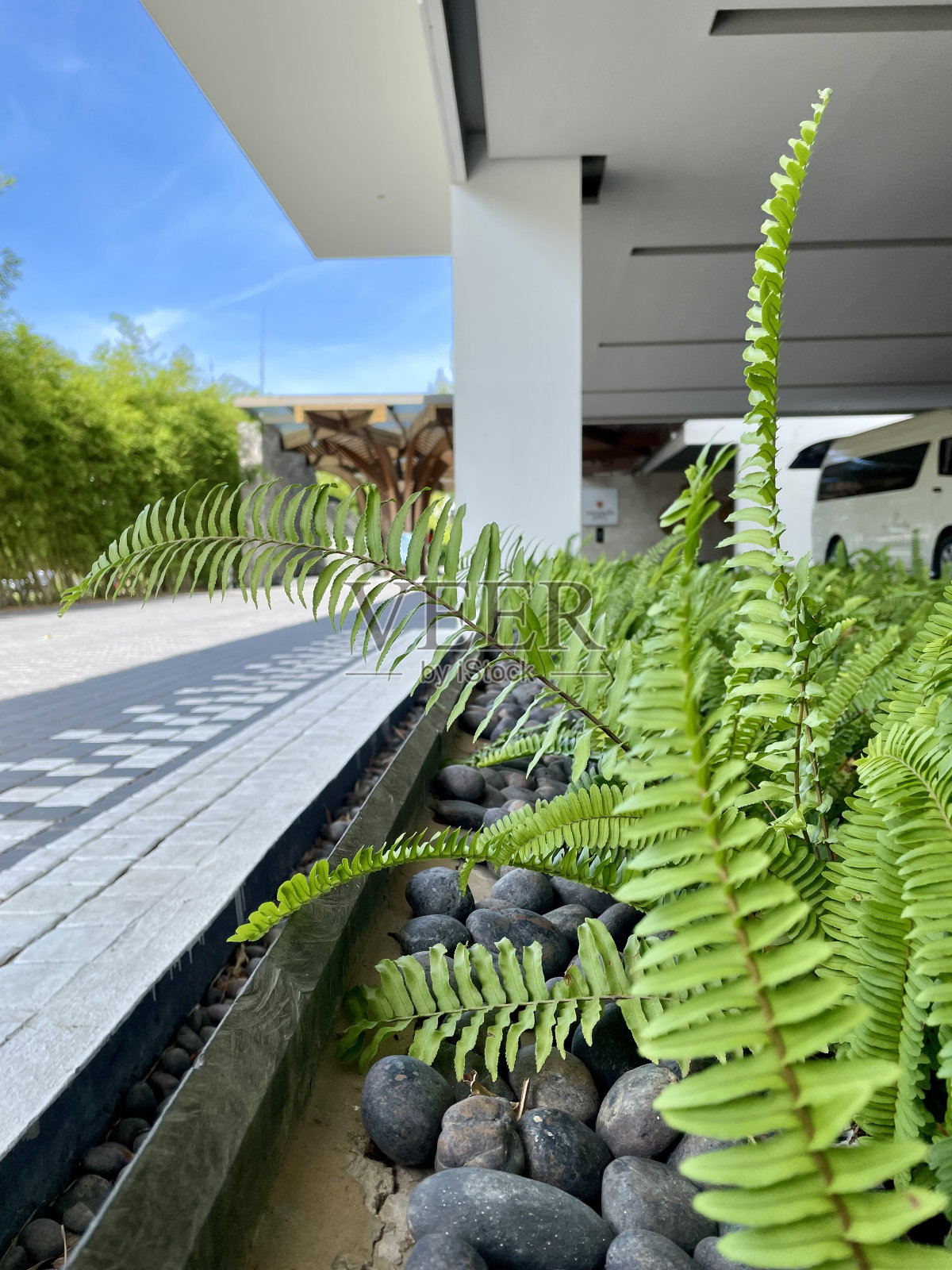 蕨类植物的叶子照片摄影图片