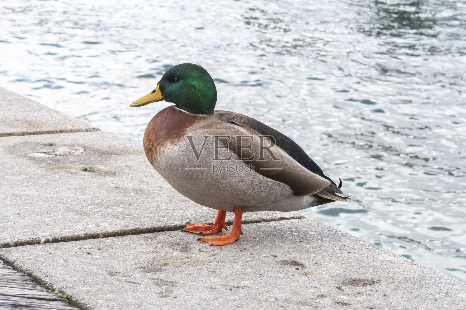 在新西兰的船港，一只绿脸绿头鸭的照片照片摄影图片