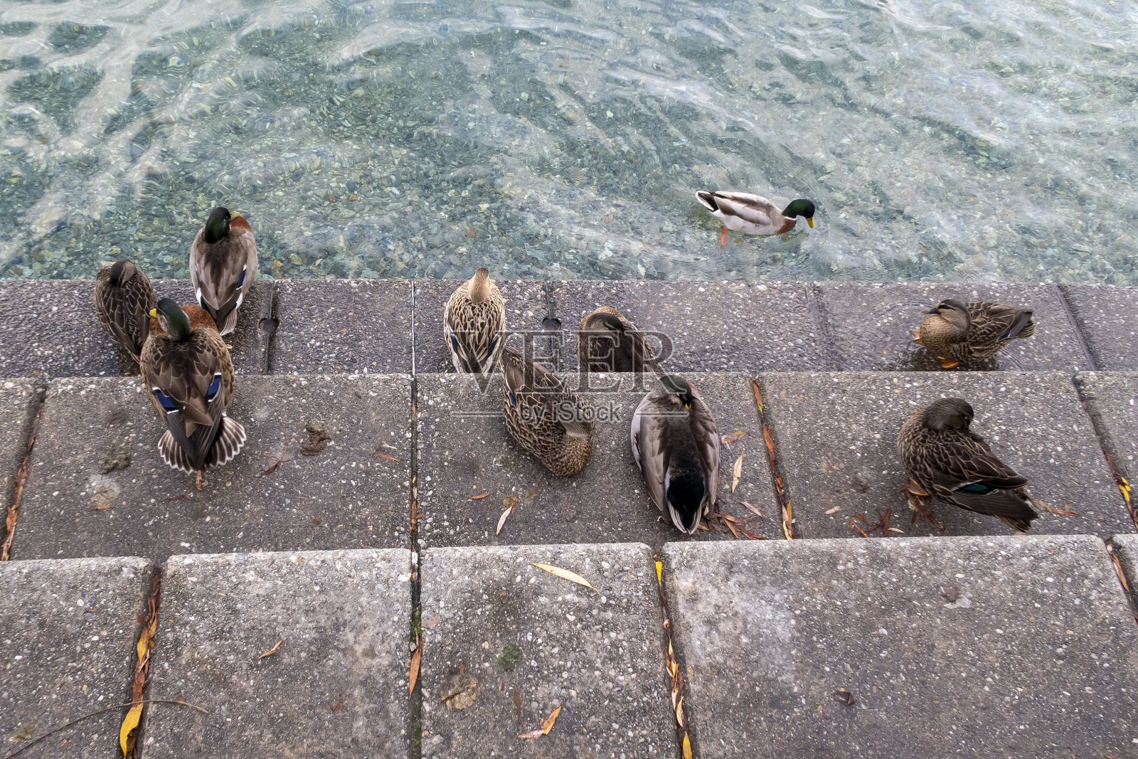 在新西兰的混凝土台阶上休息的棕色鸭子的照片照片摄影图片