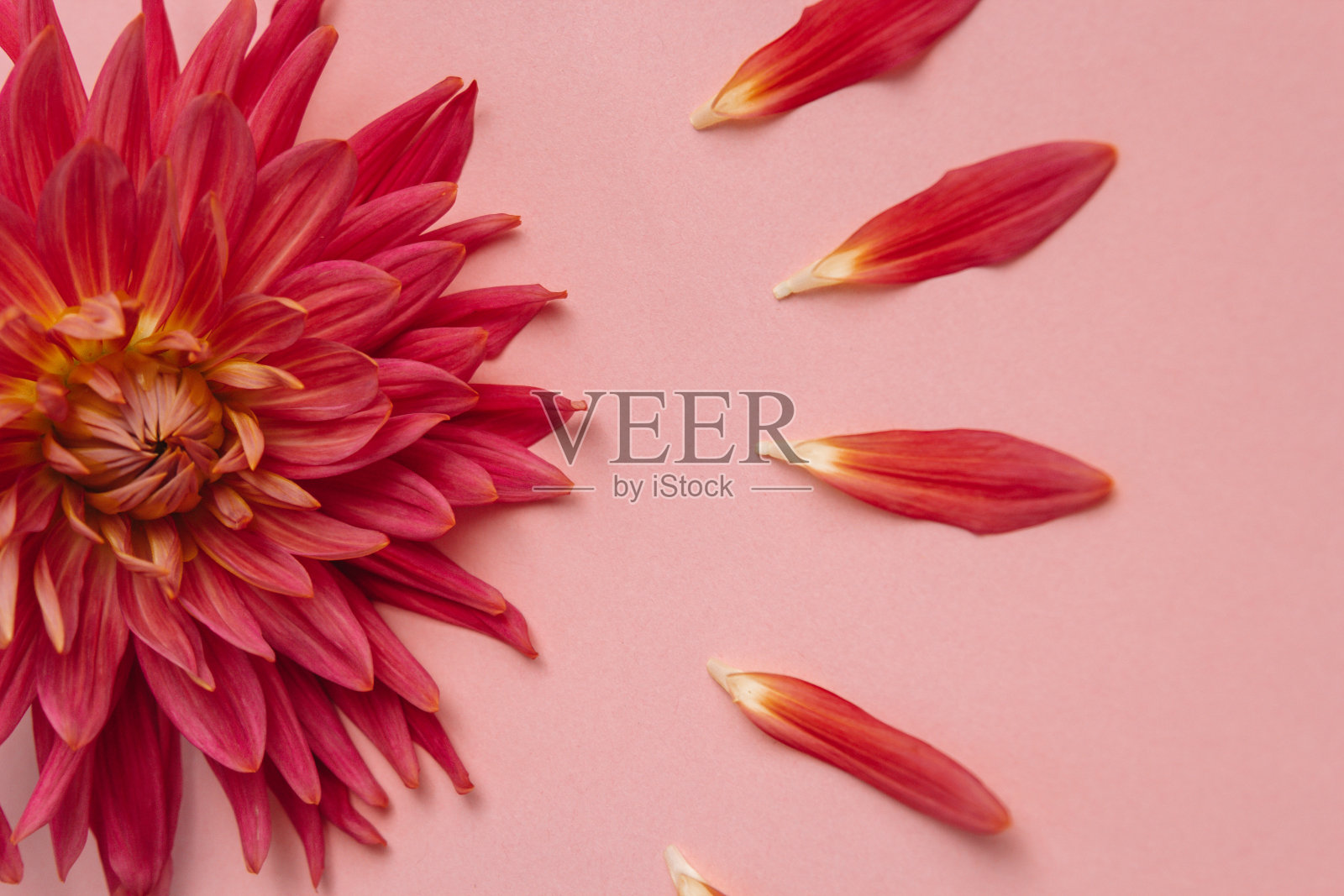 粉红色的花在粉红色的背景上。女性健康观念。指温柔、关心和善良。照片摄影图片