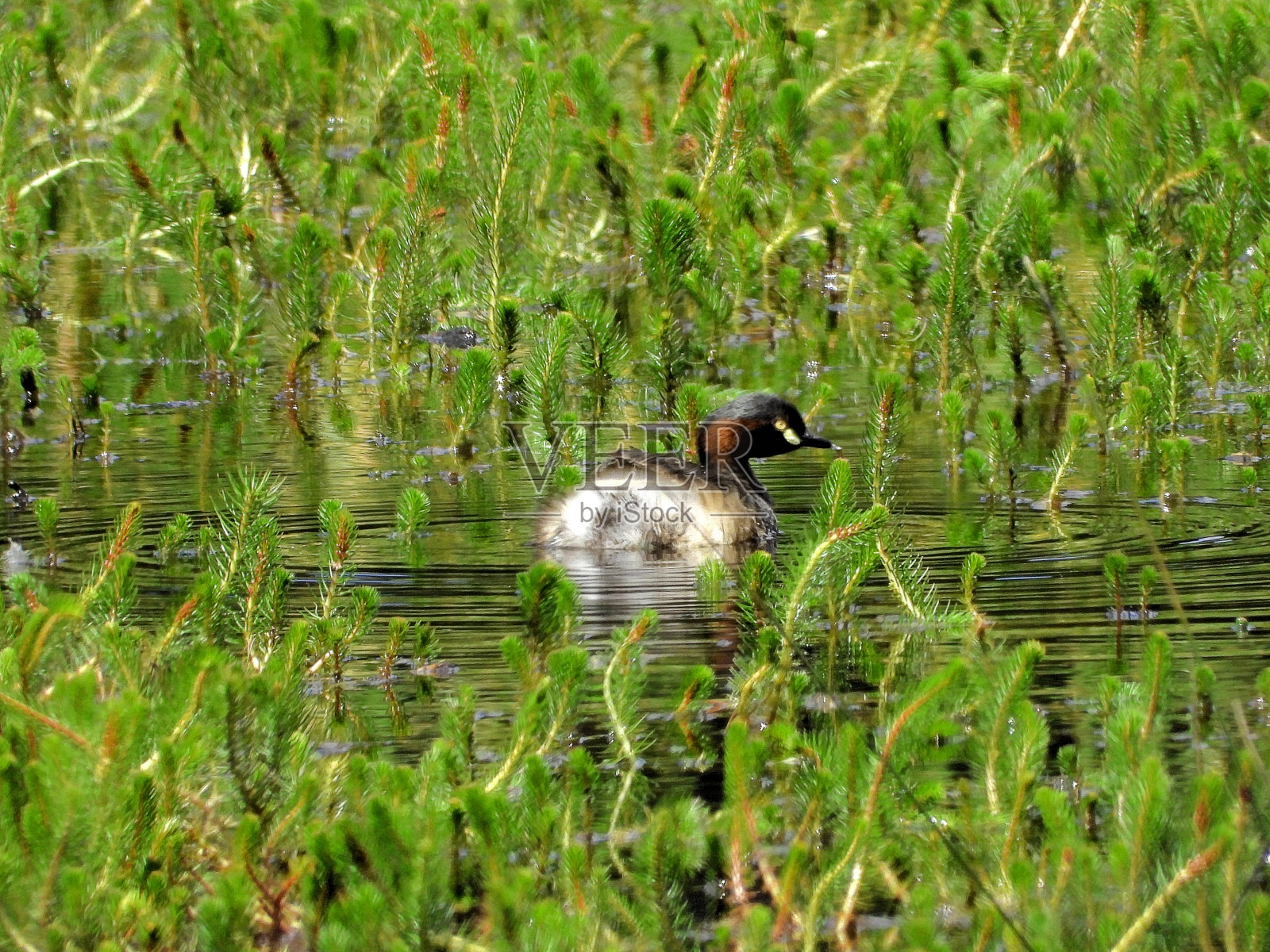拉拉拉拉，澳大利亚维多利亚照片摄影图片