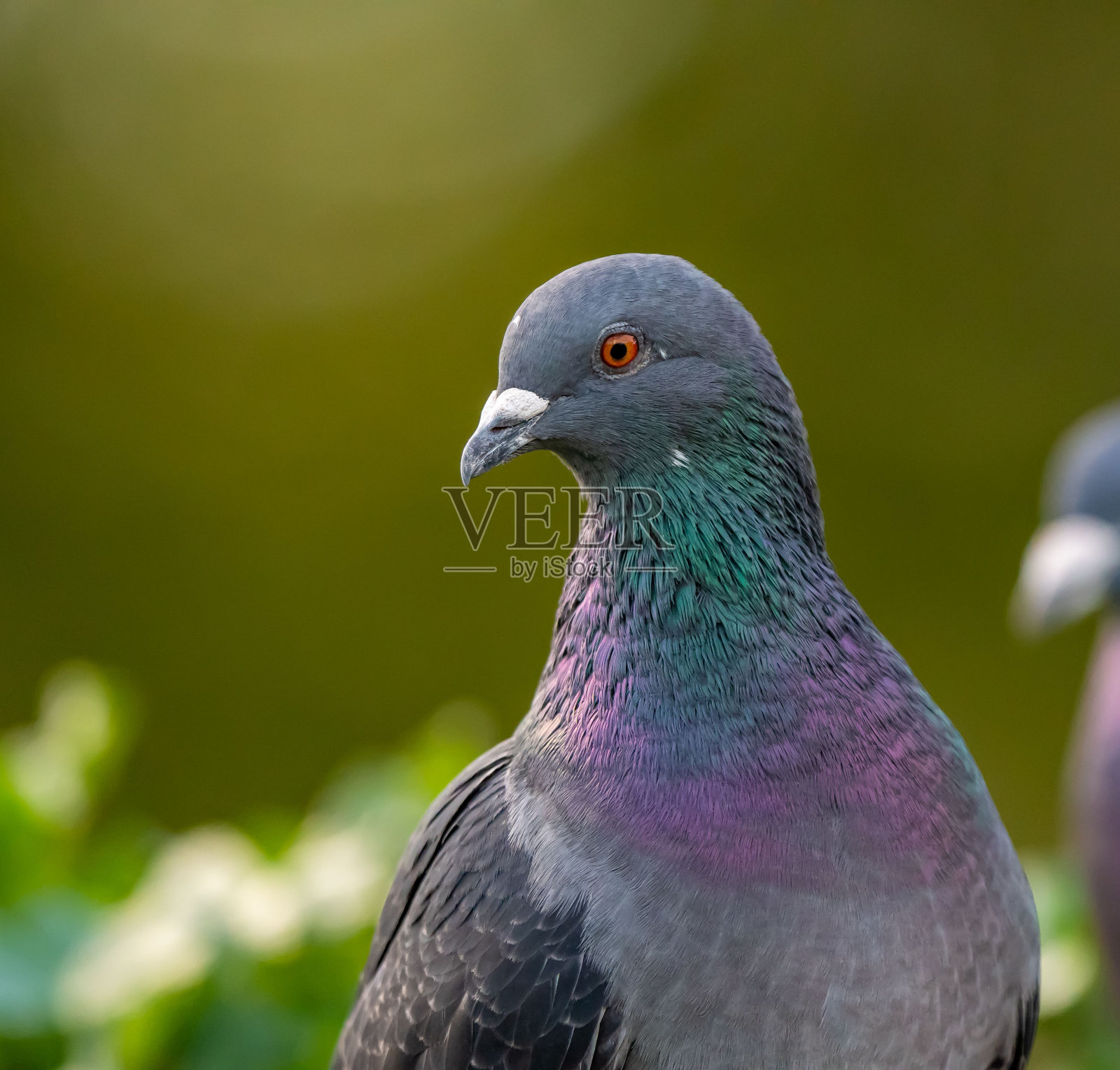 背景模糊的蓝色鸽子照片摄影图片