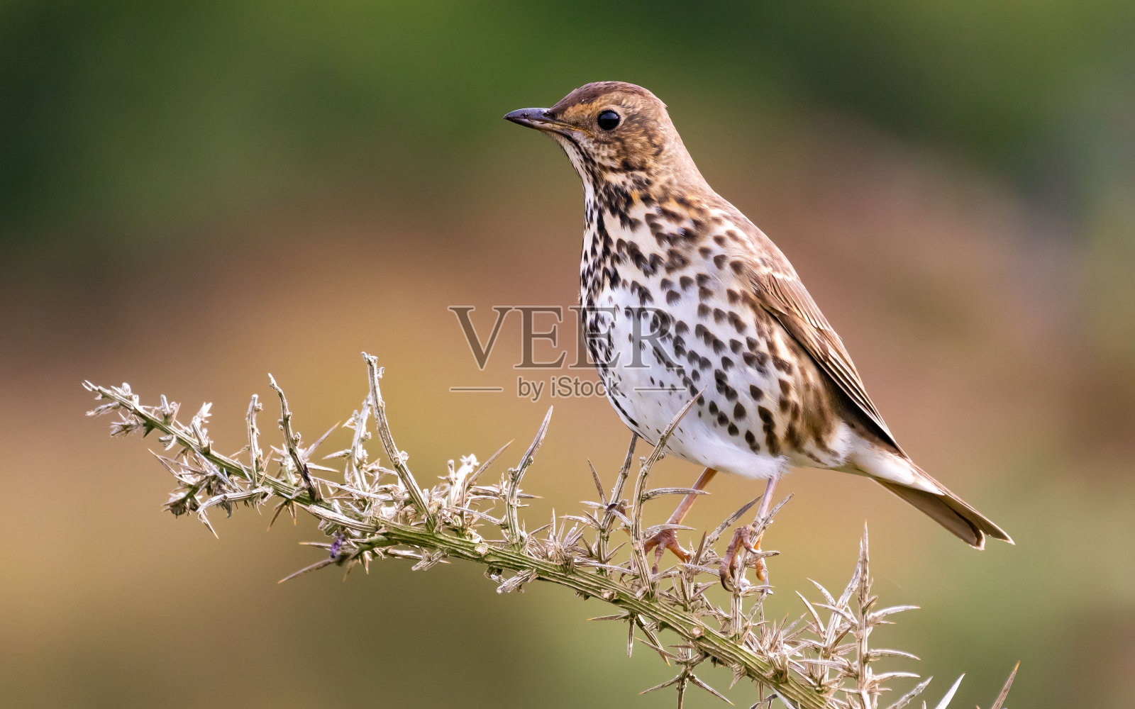 栖息在树枝上的画眉照片摄影图片