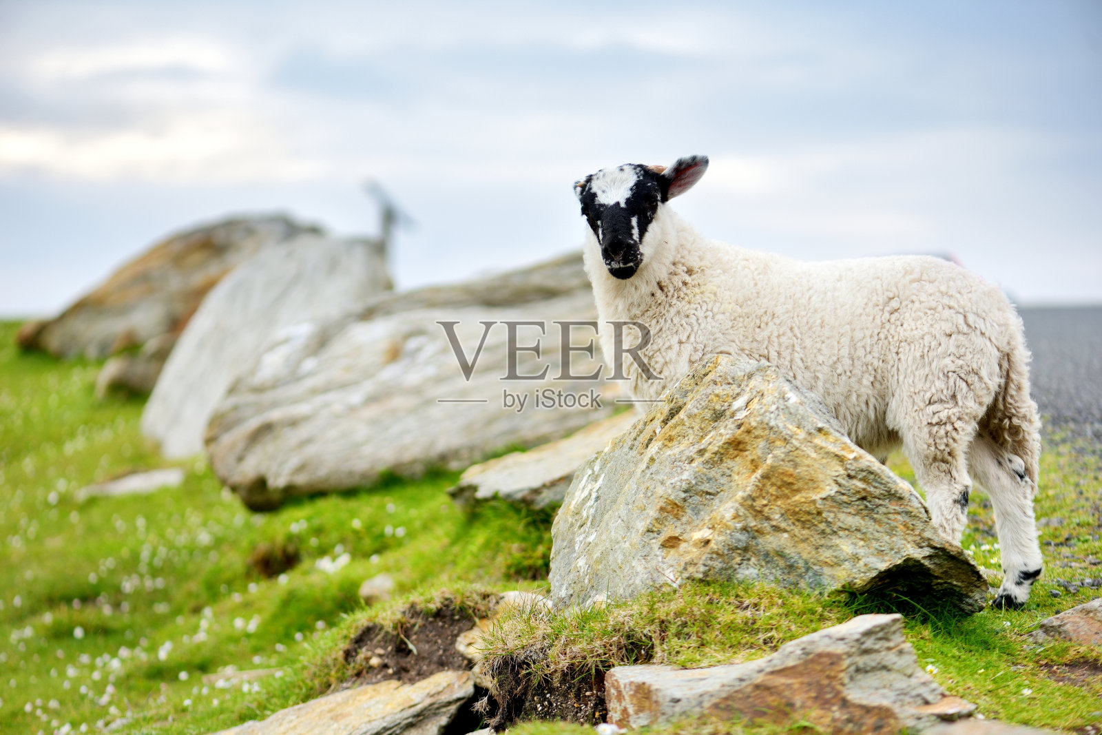 用彩色染料标记的绵羊在绿色的牧场上吃草。成年绵羊和小羊羔在爱尔兰的绿色草地上进食。照片摄影图片