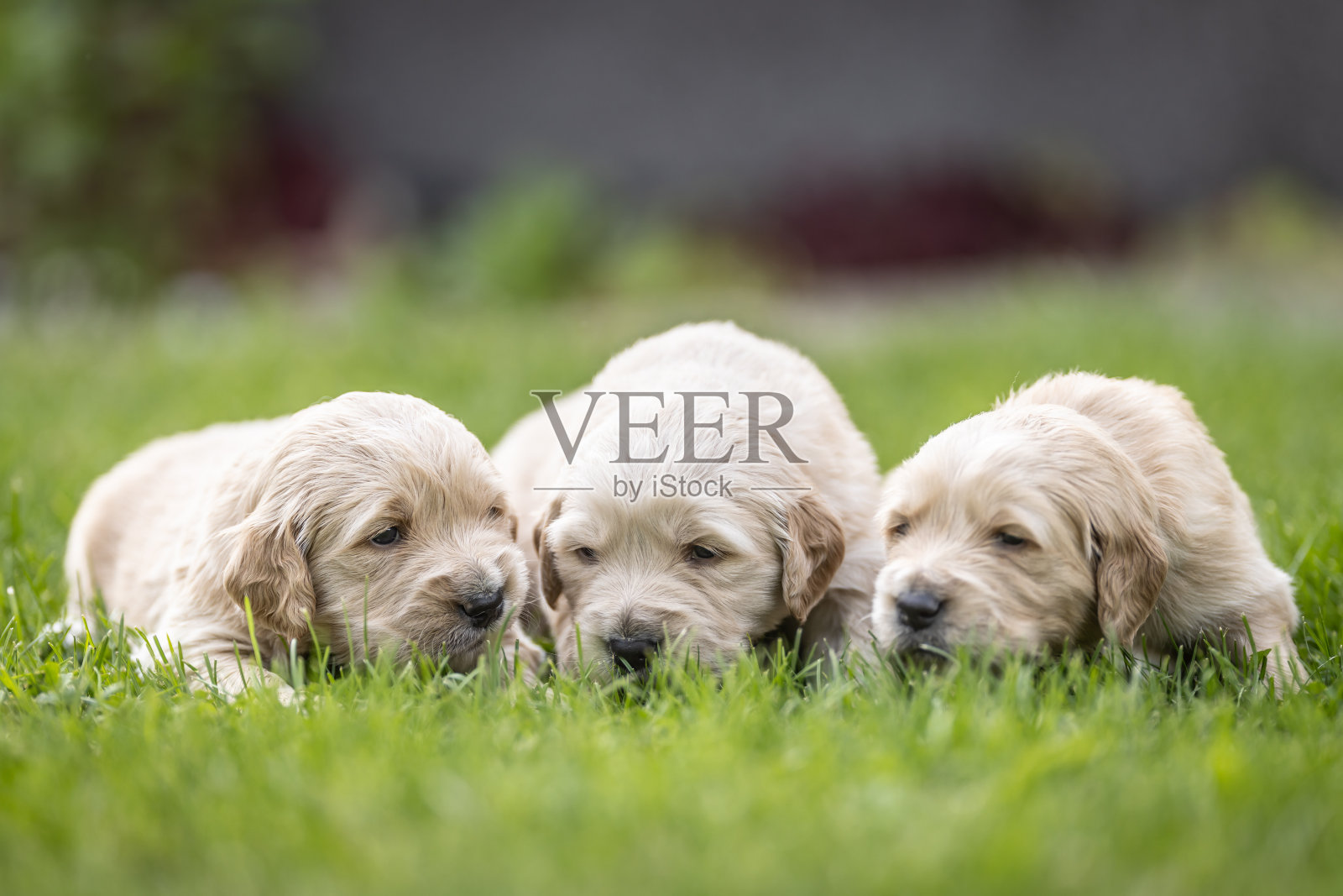 躺在草地上的金毛猎犬幼犬。照片摄影图片