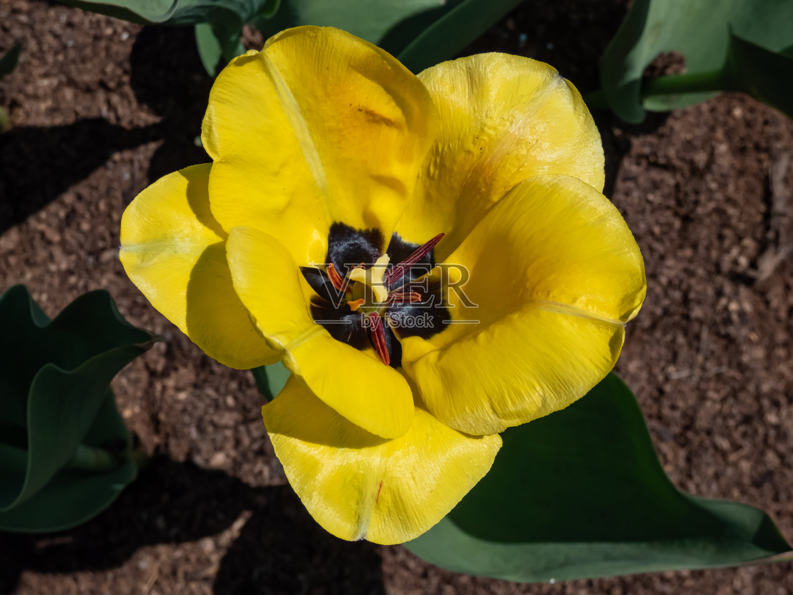 在春天的阳光下，黄色的郁金香盛开着黑色中心的大花朵照片摄影图片