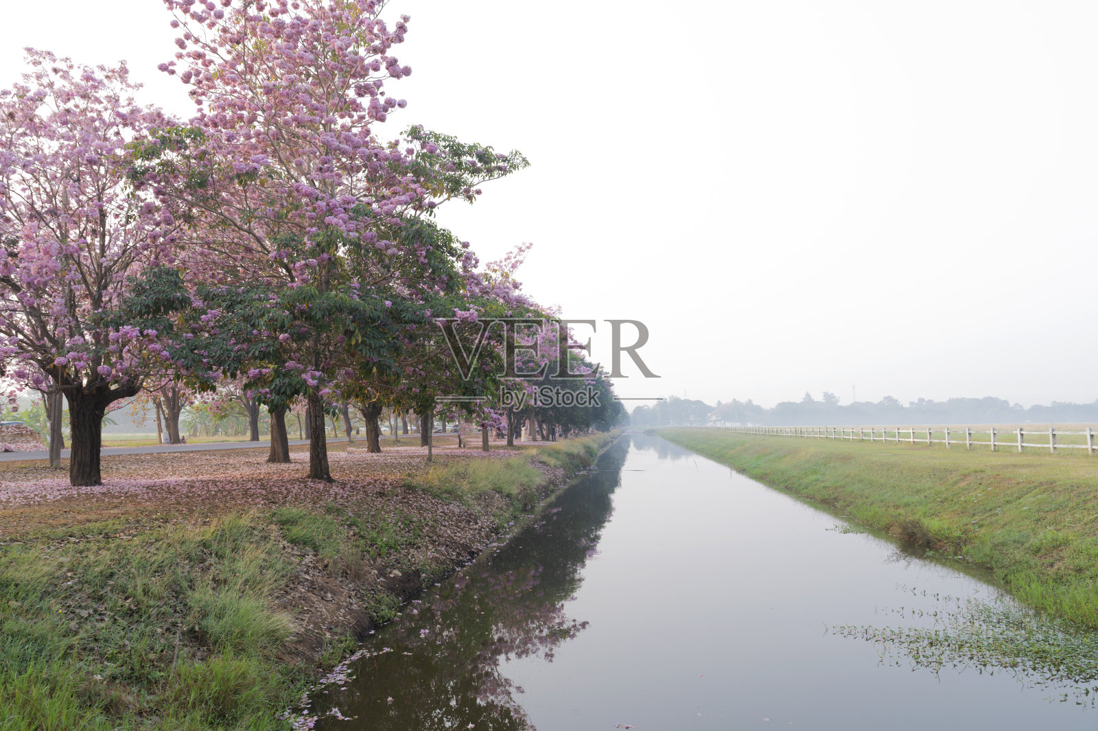 公园里粉红色的树，自然背景照片摄影图片