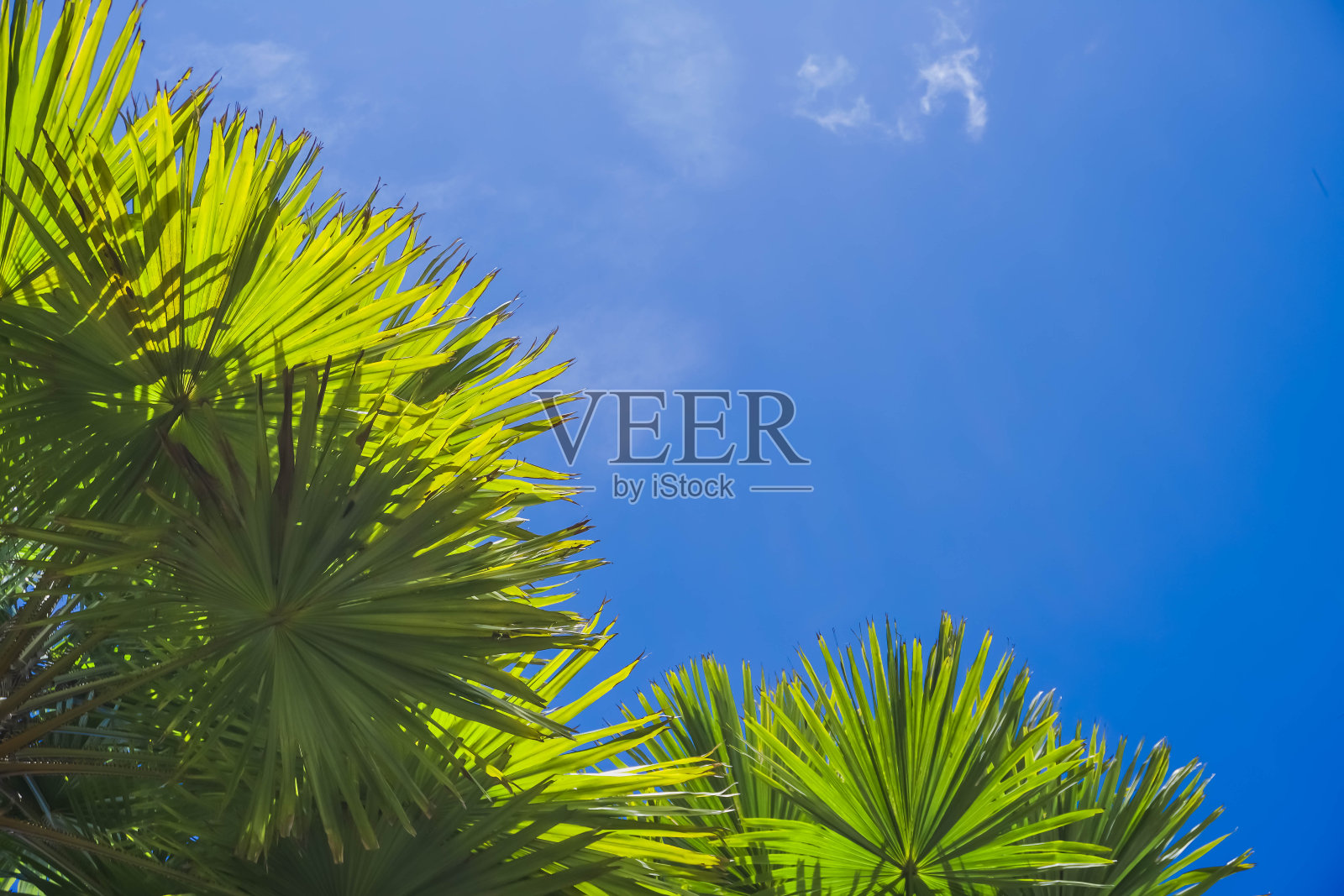 绿棕榈叶照片摄影图片