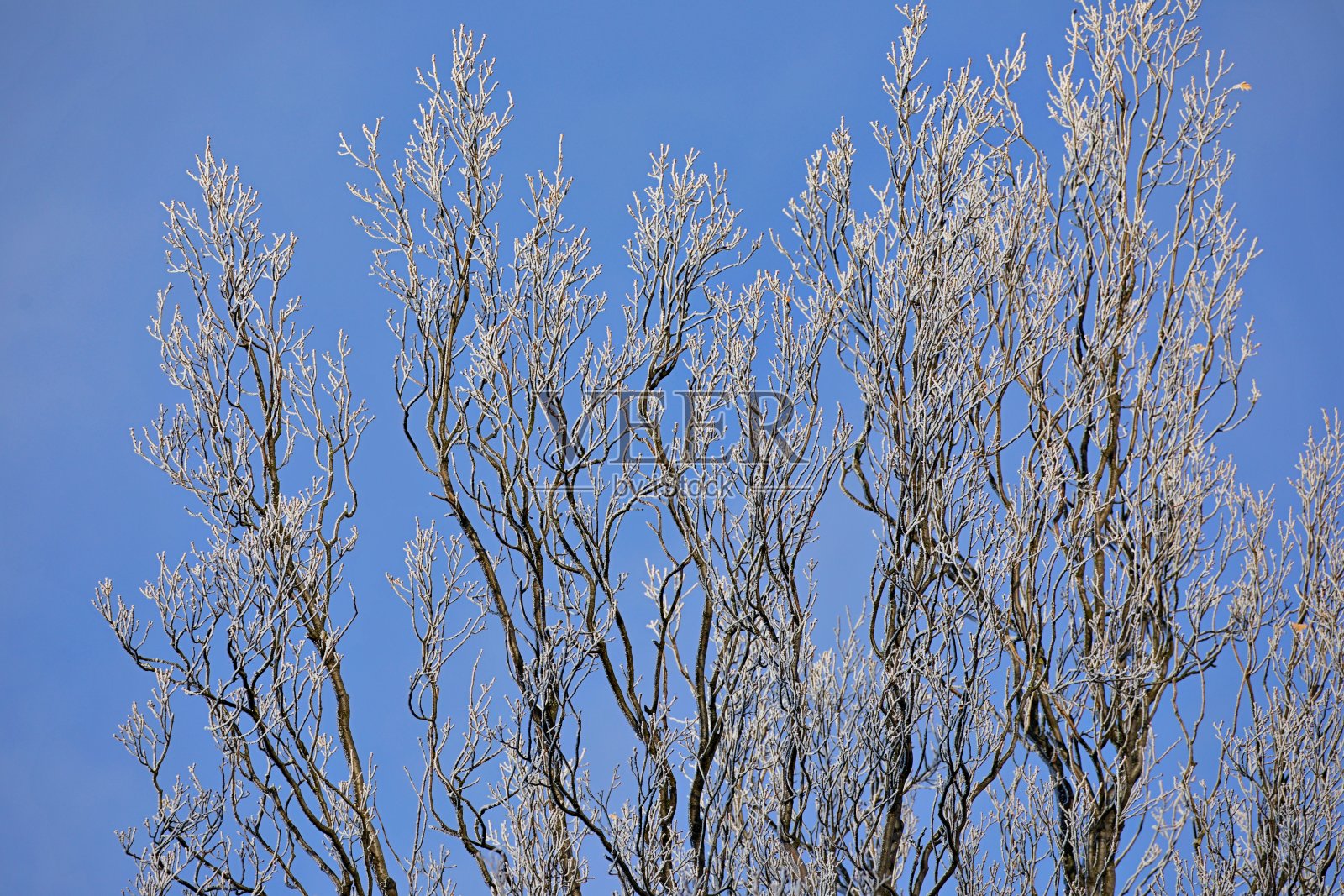 被雪覆盖的树枝照片摄影图片