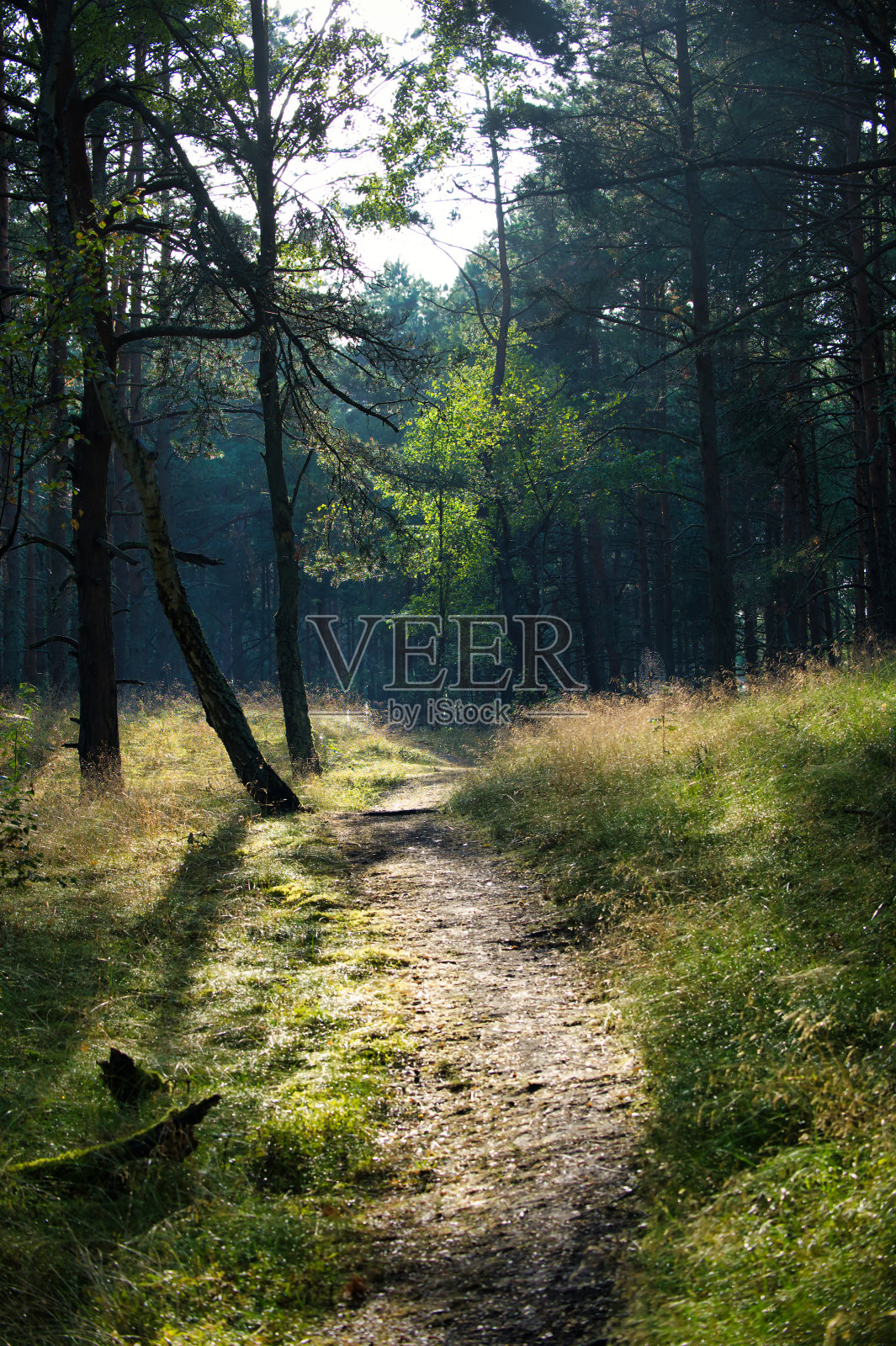 一条穿过被高大树木环绕的森林的土路照片摄影图片