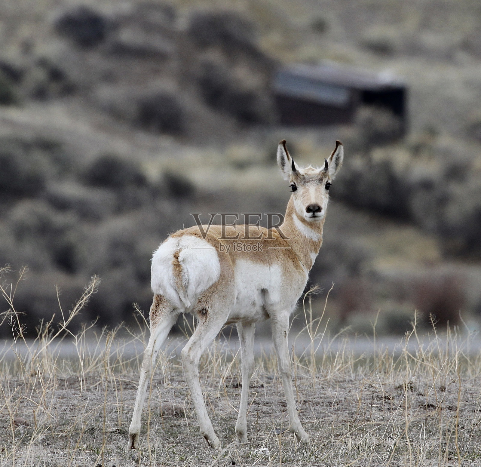 叉角羚小鹿照片摄影图片