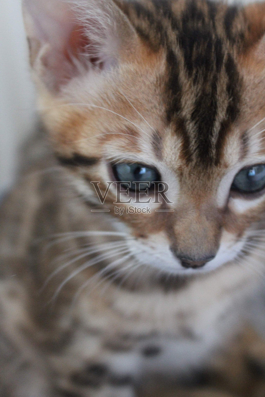 一只可爱的孟加拉小猫照片摄影图片