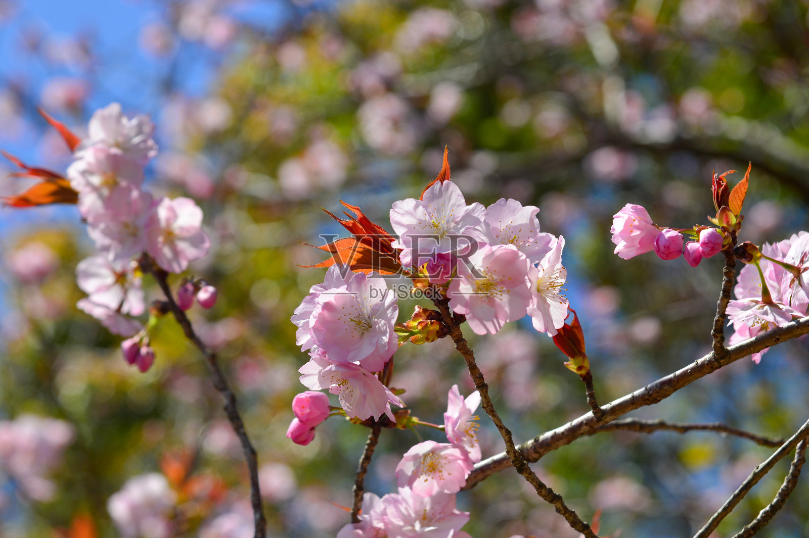 日本京都的樱花照片摄影图片