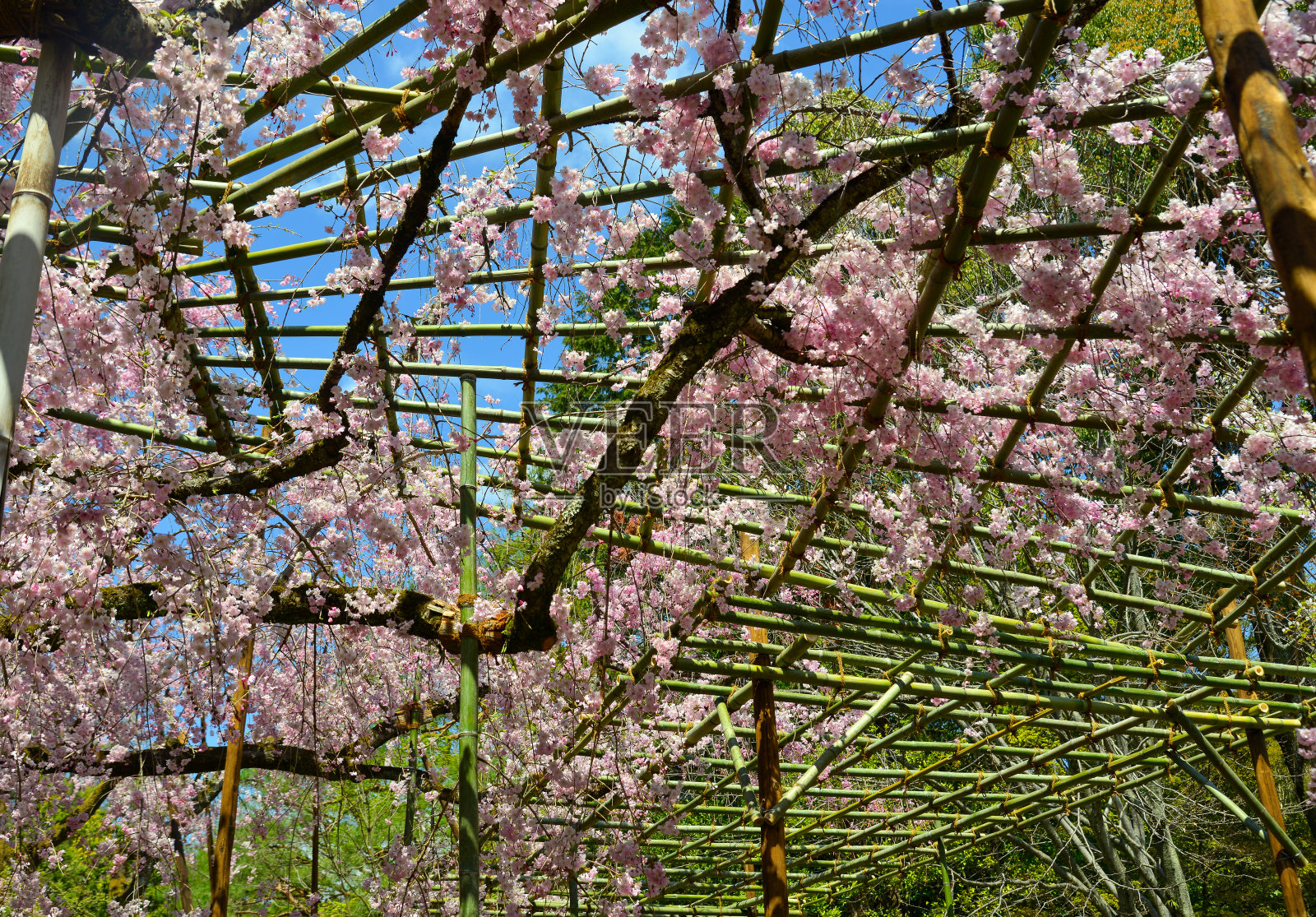 日本京都的樱花照片摄影图片