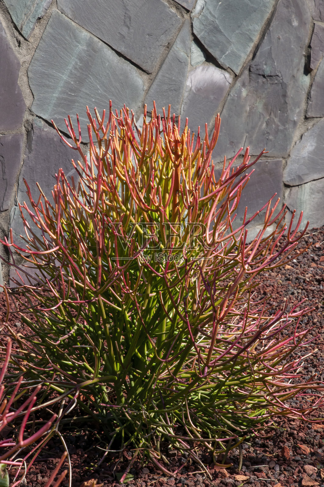 花园里的大戟或树枝照片摄影图片