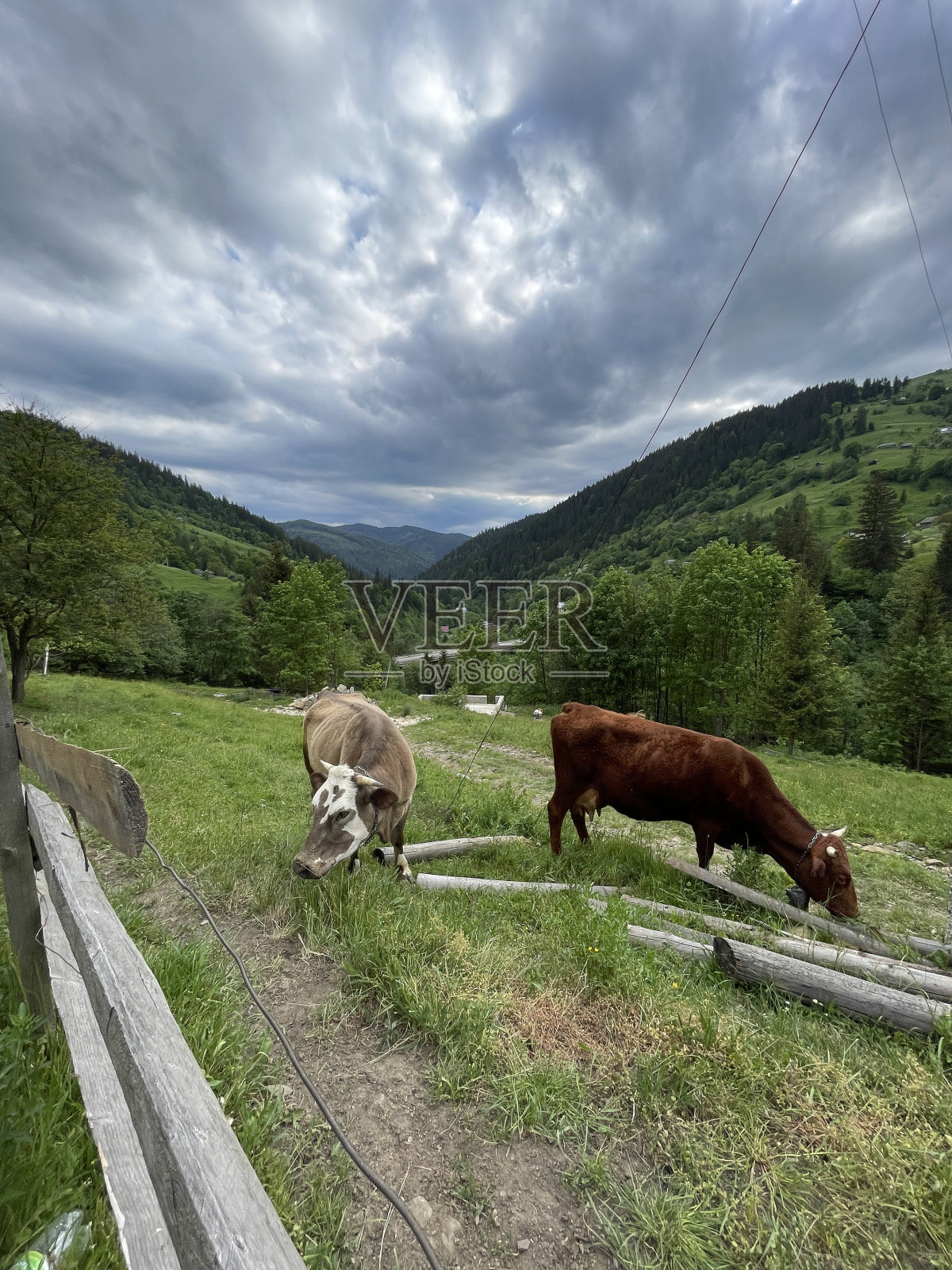 山中牧场上的牛照片摄影图片