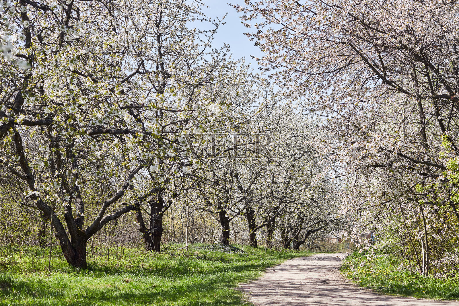苹果树盛开的苹果园。美丽的乡村春景照片摄影图片