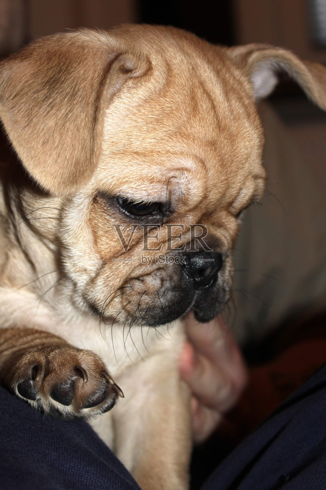 斗牛犬照片摄影图片