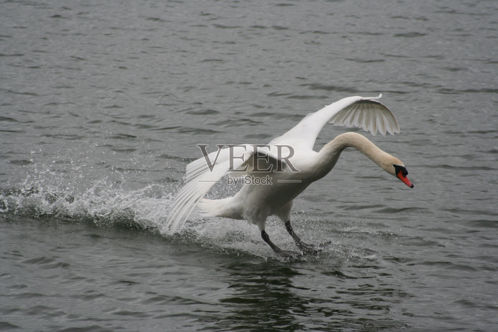 天鹅照片摄影图片