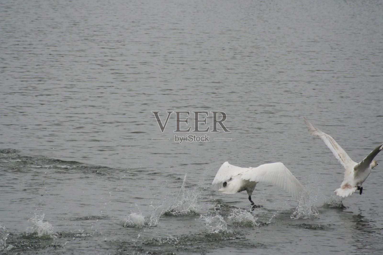 天鹅照片摄影图片