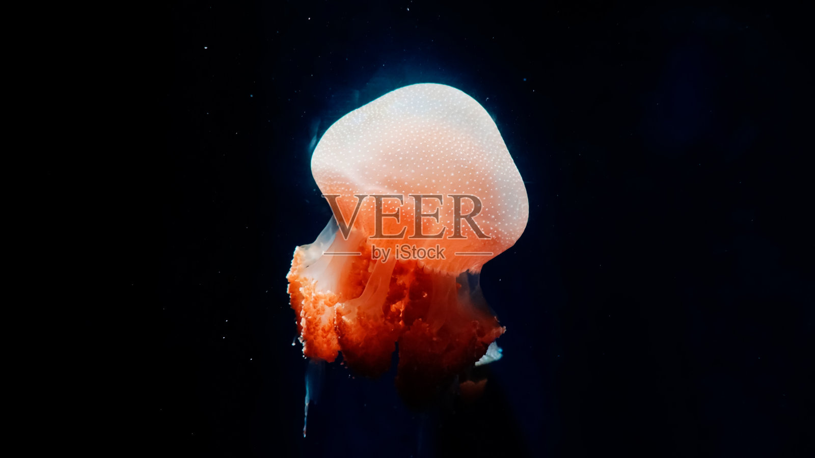 水母照片摄影图片