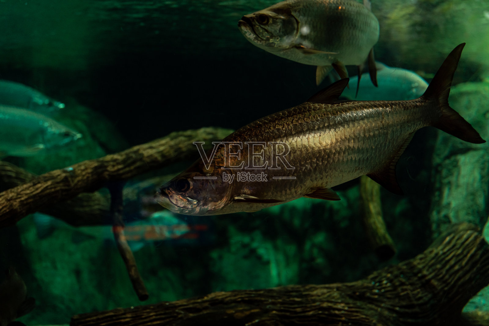 墨西哥金塔纳罗奥，大型海鲢聚集的水下镜头照片摄影图片