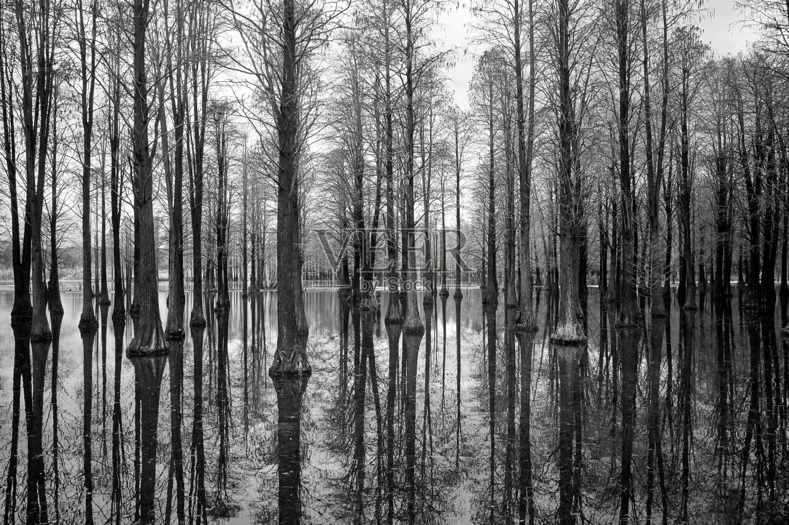 灰色的树木部分淹没在阴暗的沼泽地照片摄影图片
