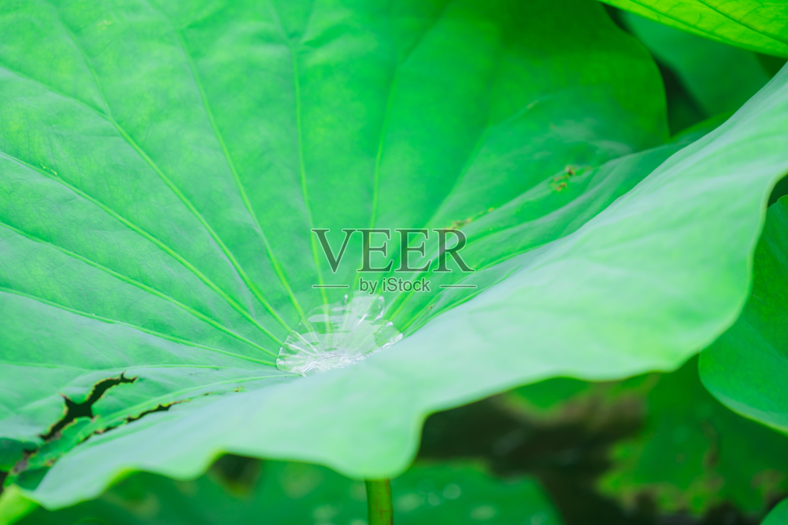 美丽的花草在六月盛开照片摄影图片