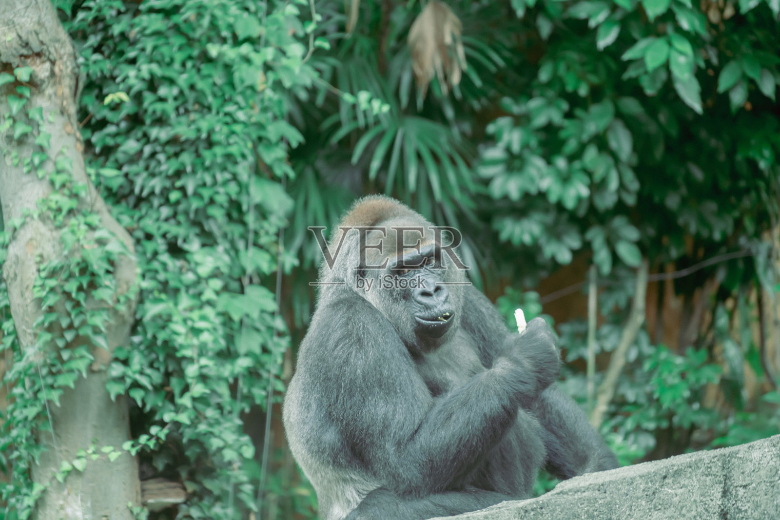 大猩猩放松照片摄影图片