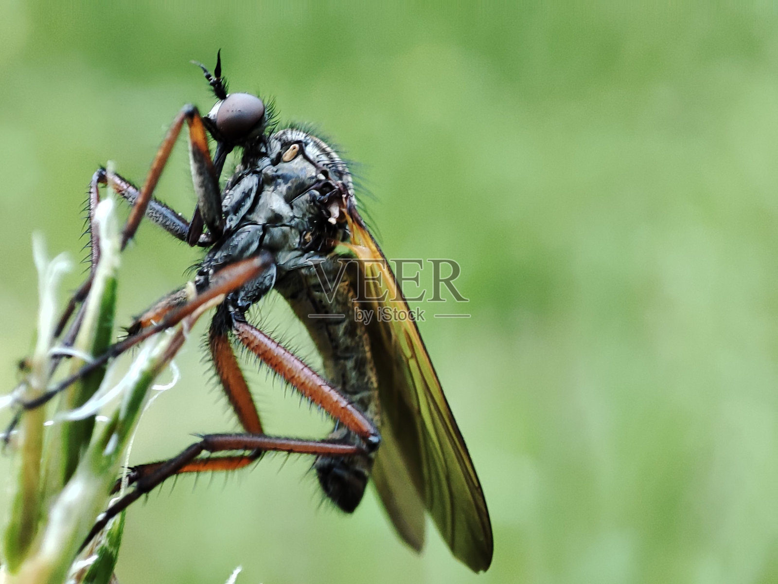 特写：停在绿色植物上的苍蝇照片摄影图片