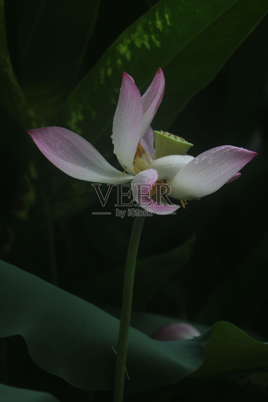 充满活力的荷花(莲属莲)，被郁郁葱葱的绿叶包围照片摄影图片