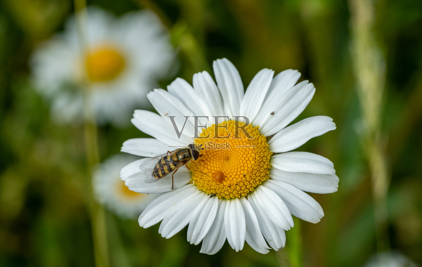 蜜蜂在花园里的甘菊上飞舞照片摄影图片