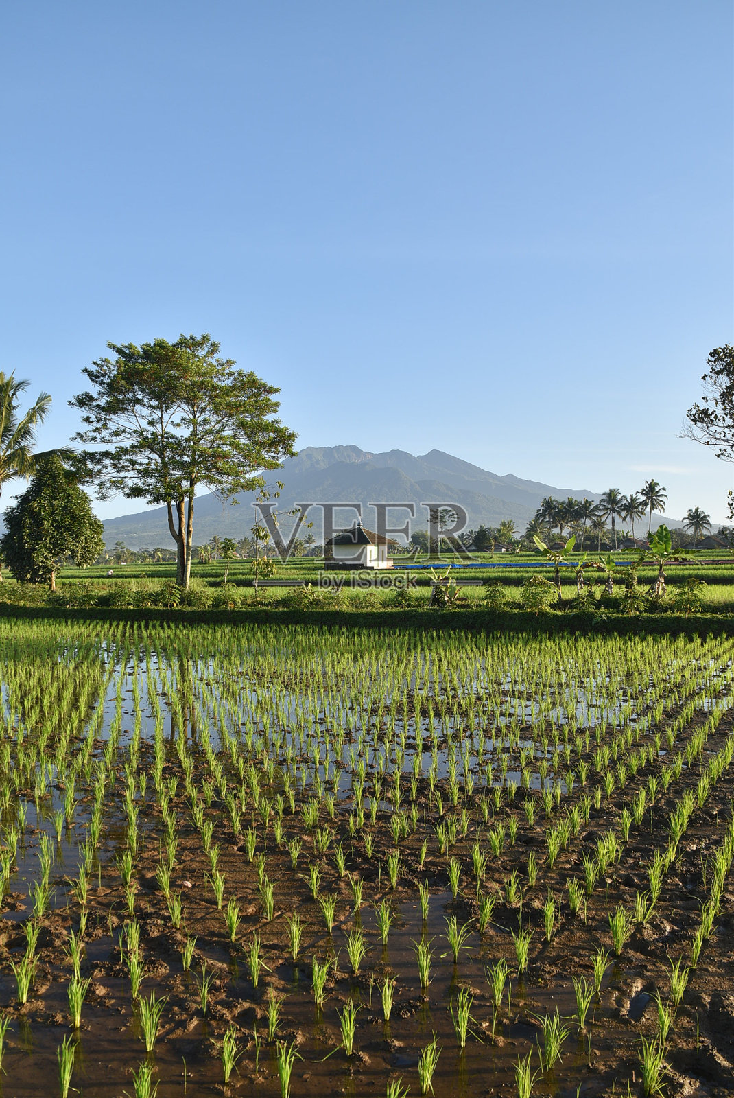 稻田和高山照片摄影图片