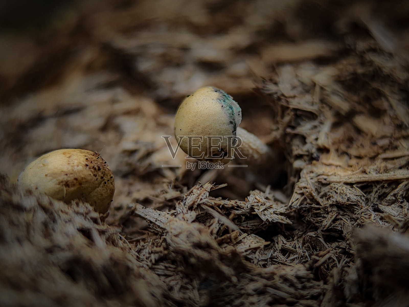 长在牛粪里的美丽蘑菇。宏观照片。照片摄影图片
